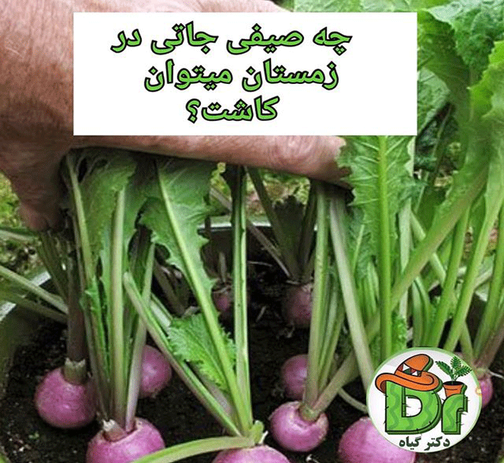 کاشت شلغم در گلدان