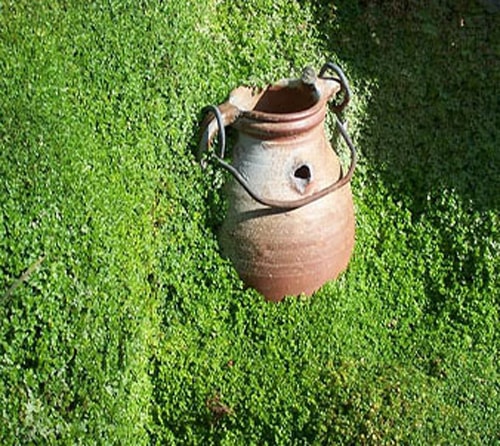 اشک کودک