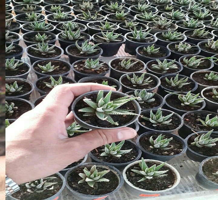 هاورتیا گورخری