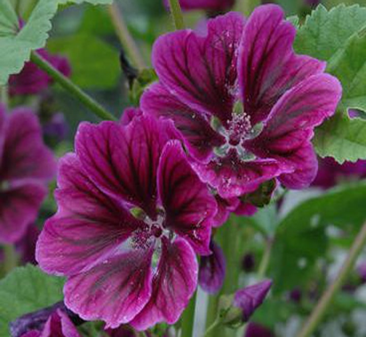 پنیرک موریتانی