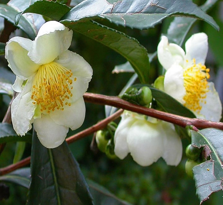 چای سیاه