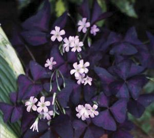 اکسالیس,ترشک,گل عشق